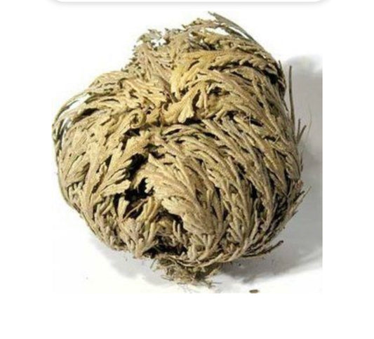 Rose of Jericho Resurrection plant